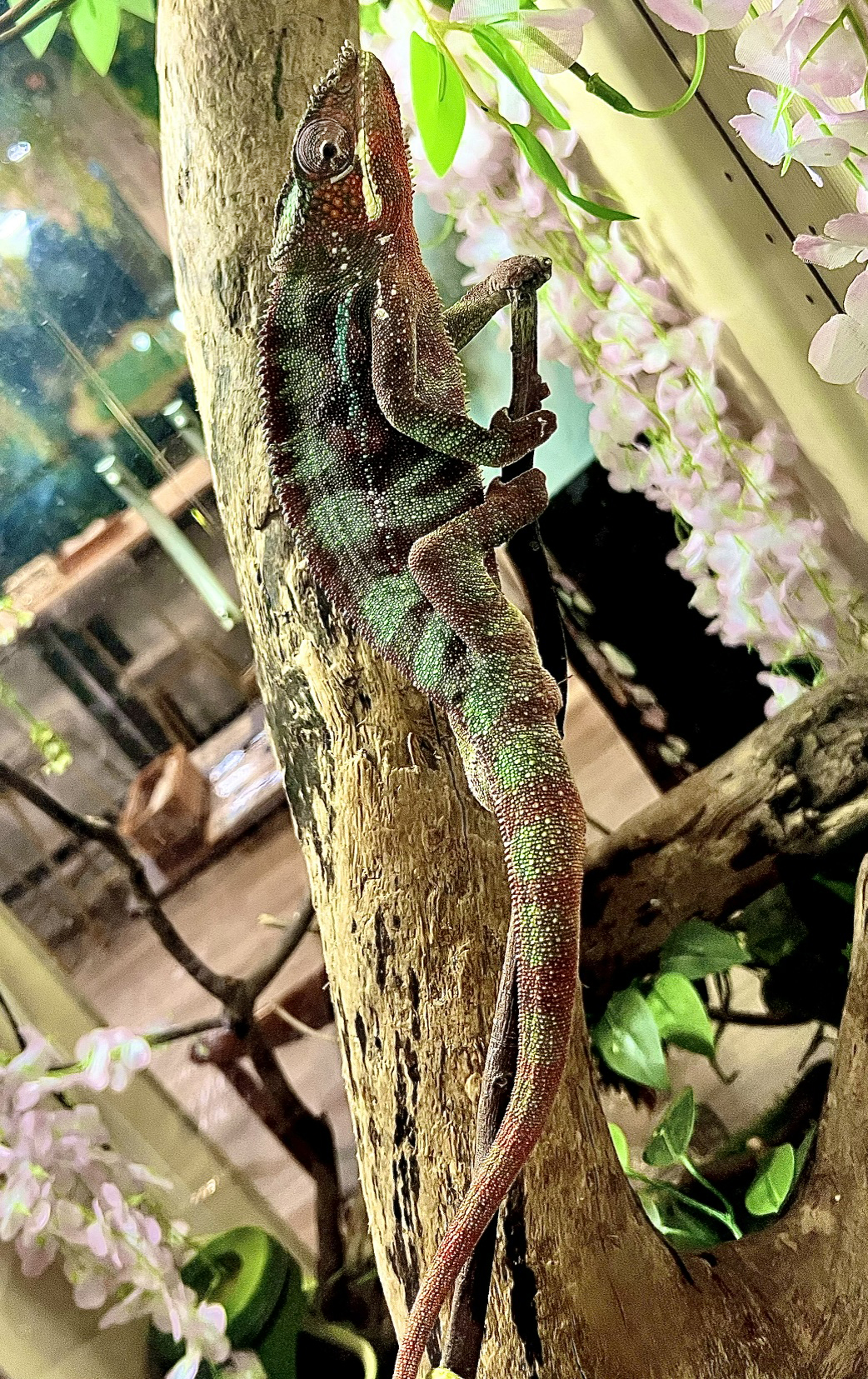 Fatty Iguana Restaurant